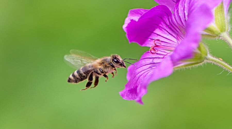 Le déclin des abeilles menace notre futur alimentaire