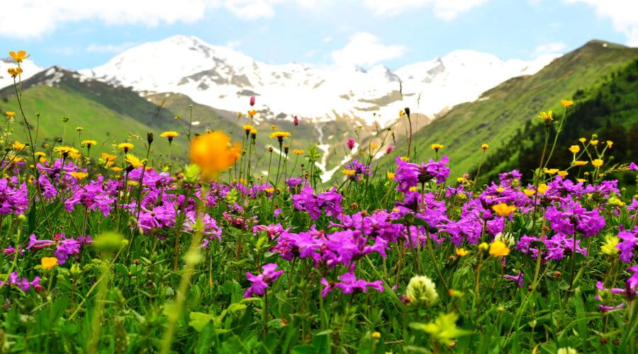Le Miel de montagne et les bienfaits de l'altitude