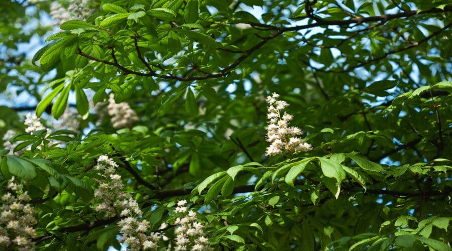 Les Bienfaits du Pollen de Châtaignier