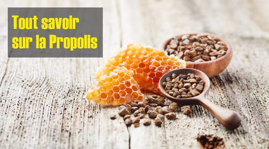 Tout savoir sur la propolis