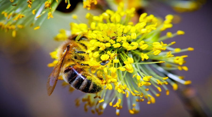 Tout savoir sur le pollen de saule Tout savoir sur le pollen de saule