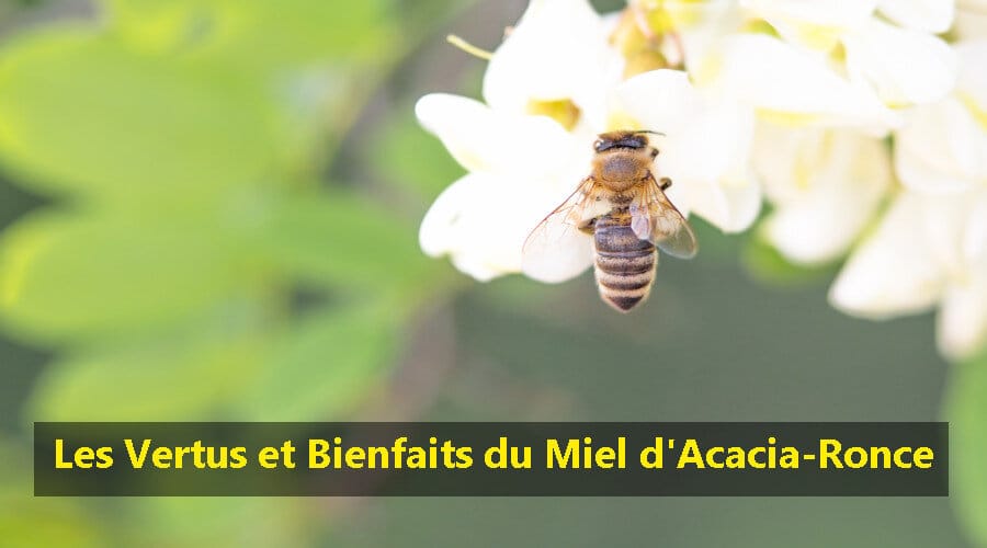 Les Vertus et Bienfaits du Miel d'Acacia-Ronce