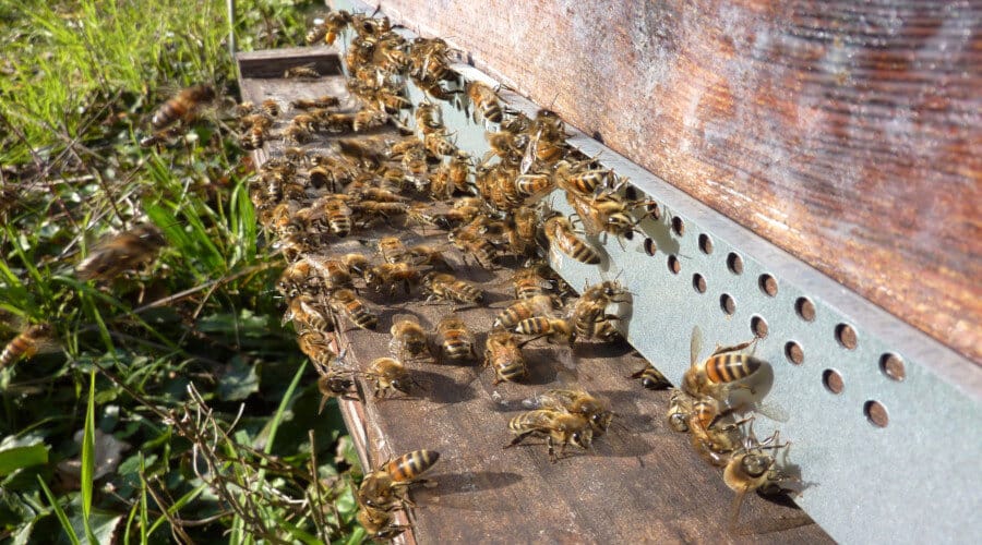 3 raisons de sauver les abeilles