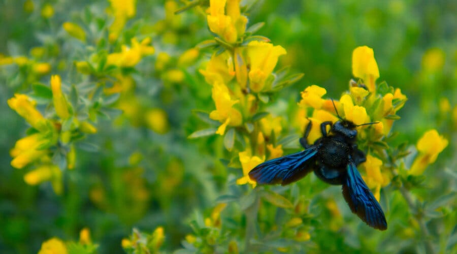 L’abeille charpentière est indispensable de notre écosystème L'abeille charpentière est indispensable de notre écosystème