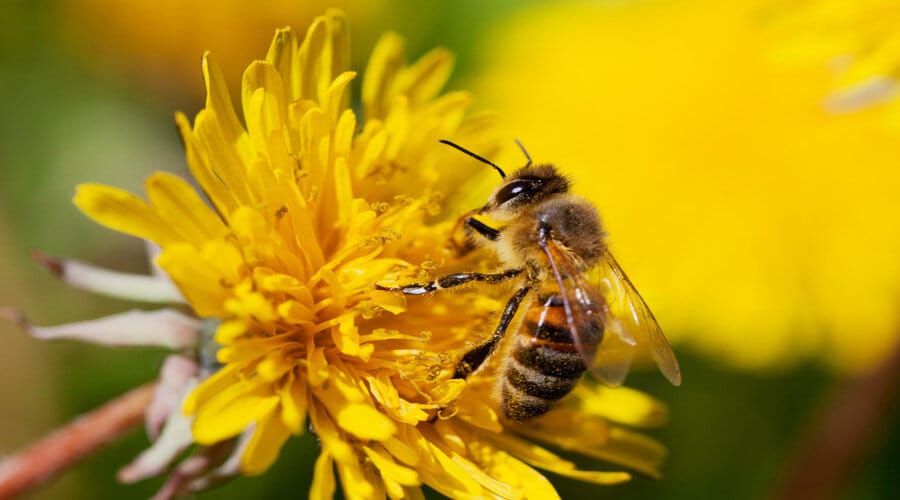 Le génie des abeilles Le génie des abeilles