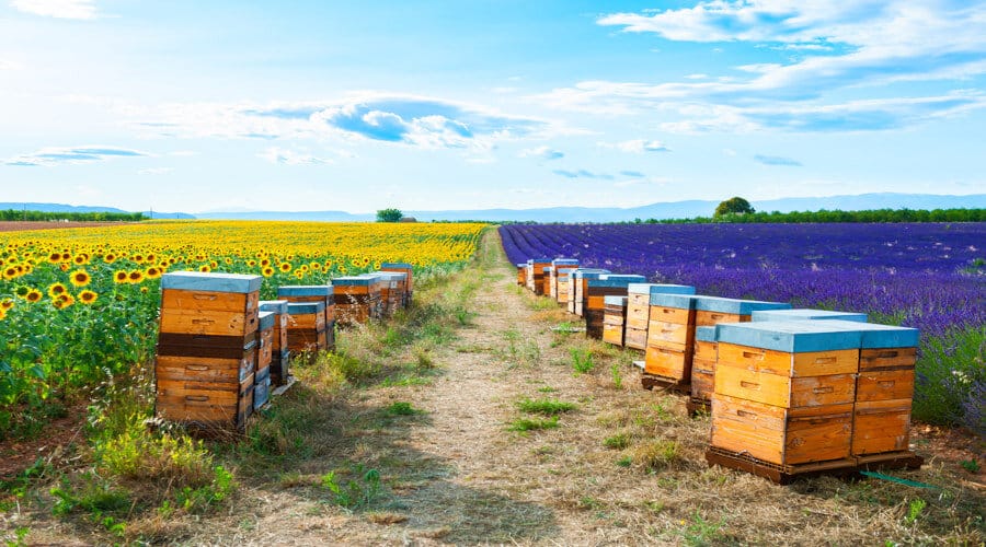 5 choses à savoir sur la transhumance en apiculture