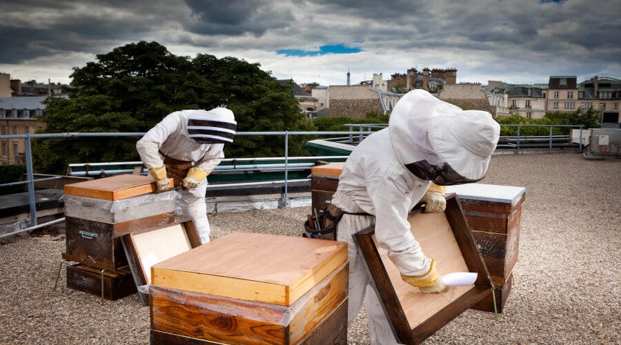 L’apiculture en ville : pratiques et enjeux L'apiculture en ville : pratiques et enjeux
