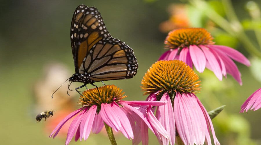 5 faits à savoir sur les Abeilles et pollinisateurs en danger !