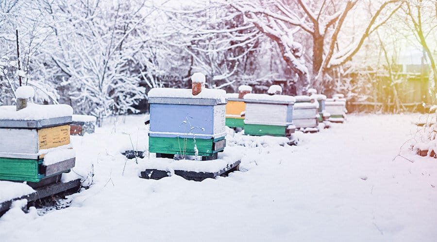 Comment les abeilles survivent-elles en hiver ?