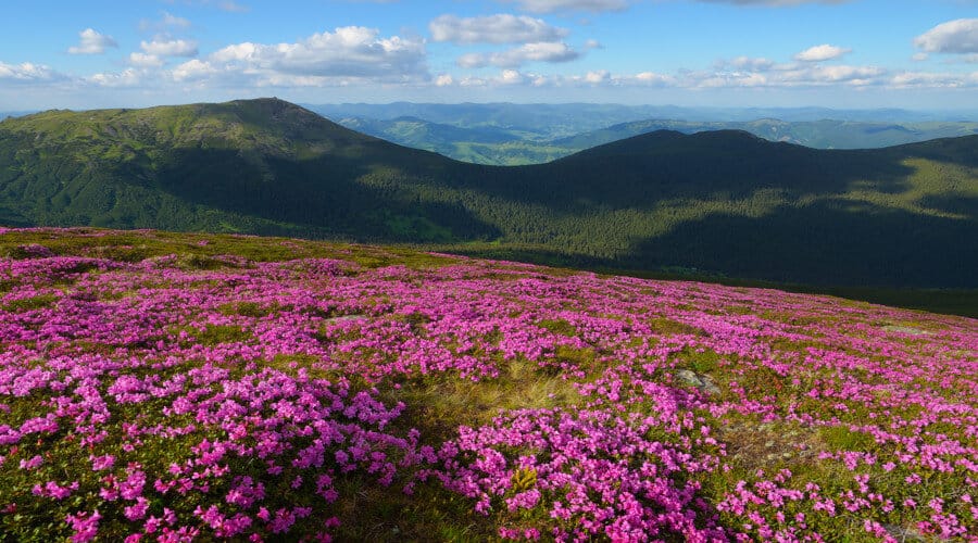 Le miel de rhododendron : l’allié naturel pour votre bien-être Le miel de rhododendron : l'allié naturel pour votre bien-être
