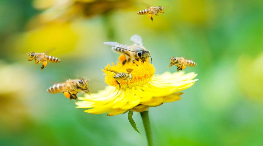 Saviez-vous que toutes les abeilles ne font pas du miel ?