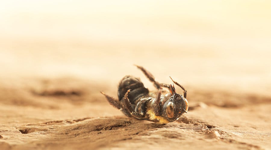 Abeilles et changement climatique : entre menace et résilience