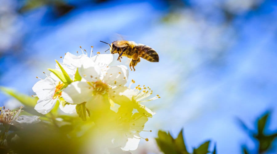 Le processus de fabrication du miel des abeilles en 9 étapes