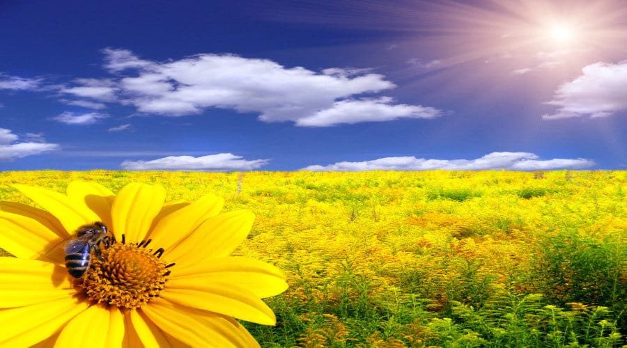 Comment la météo influent sur l'activité des abeilles ?
