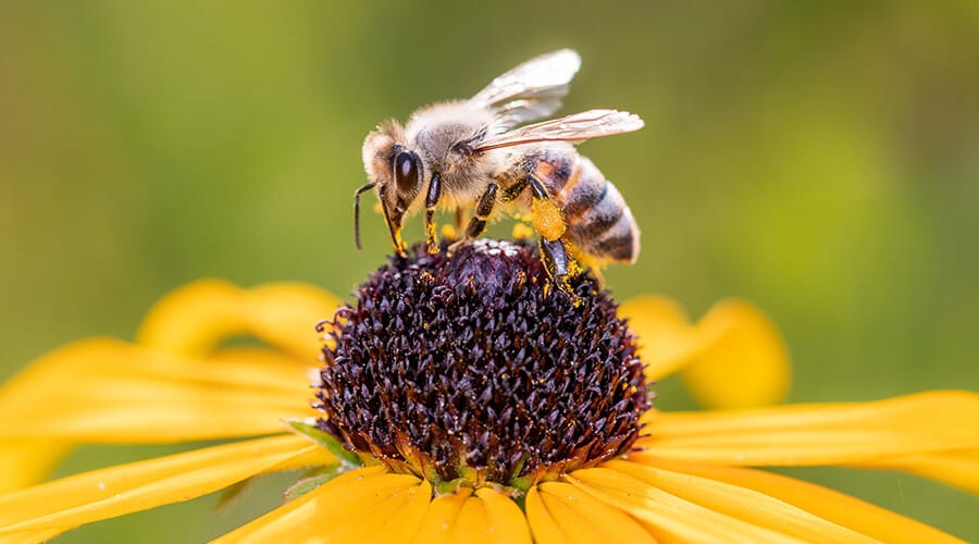 7 points clés sur les Abeilles et la Biodiversité 7 points clés sur les Abeilles et la Biodiversité