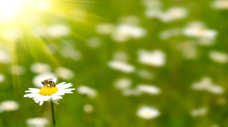 Les abeilles et leur adaptation aux caprices de la météo