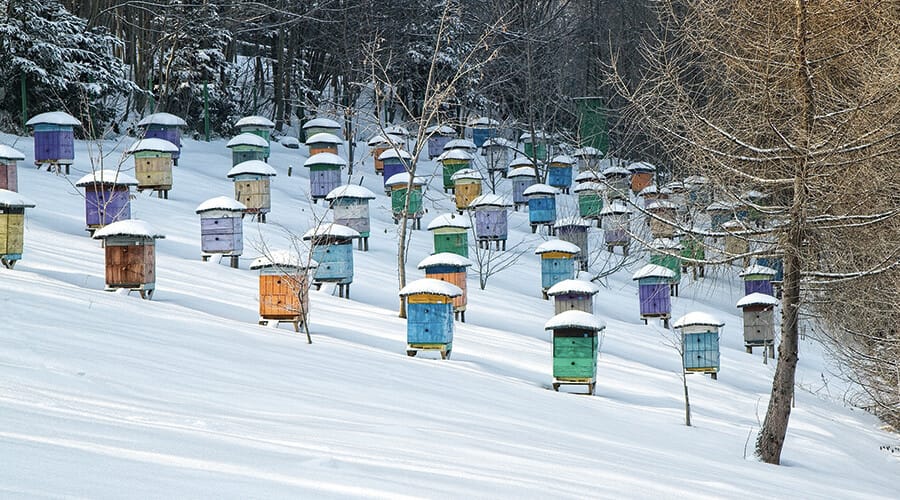 7-astuces-pour-abeilles-hiver 7 astuces pour préparer les abeilles pour l'hiver