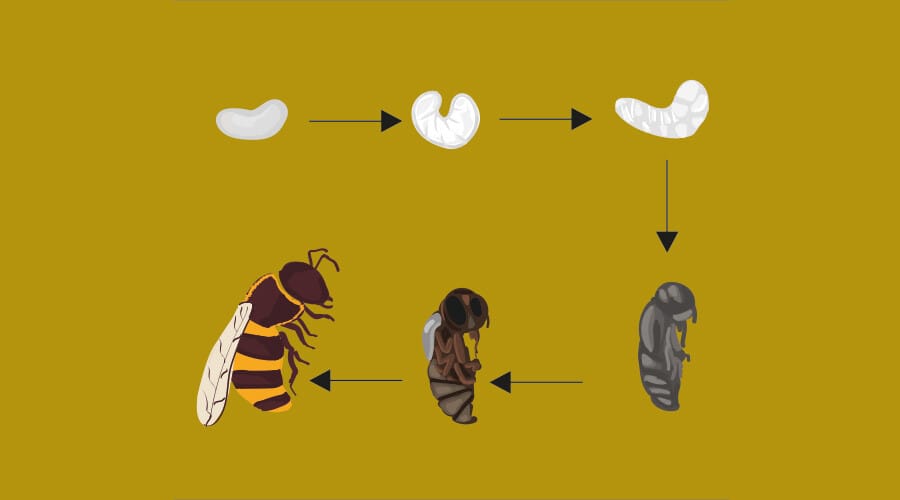 Cycle de vie des abeilles