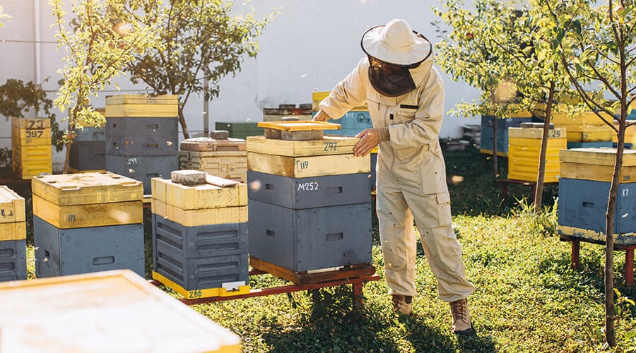 Prévenir les maladies des abeilles