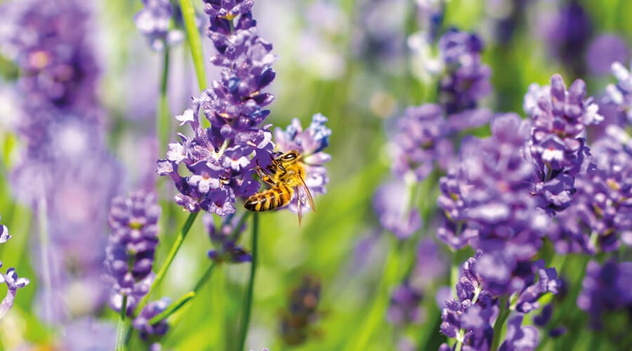 Rôle des abeilles dans la pollinisation estivale