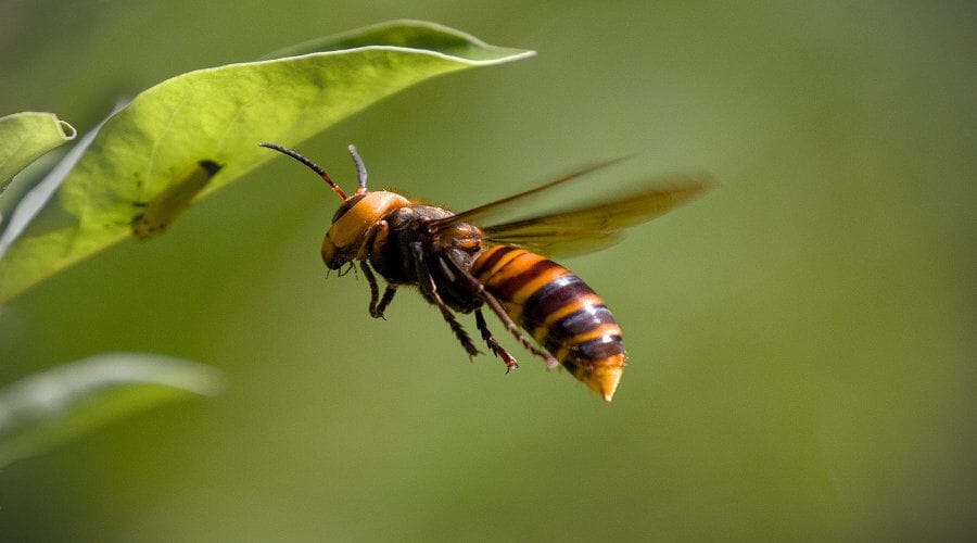 Le frelon géant du Sud menace t-il l'apiculture en France ?