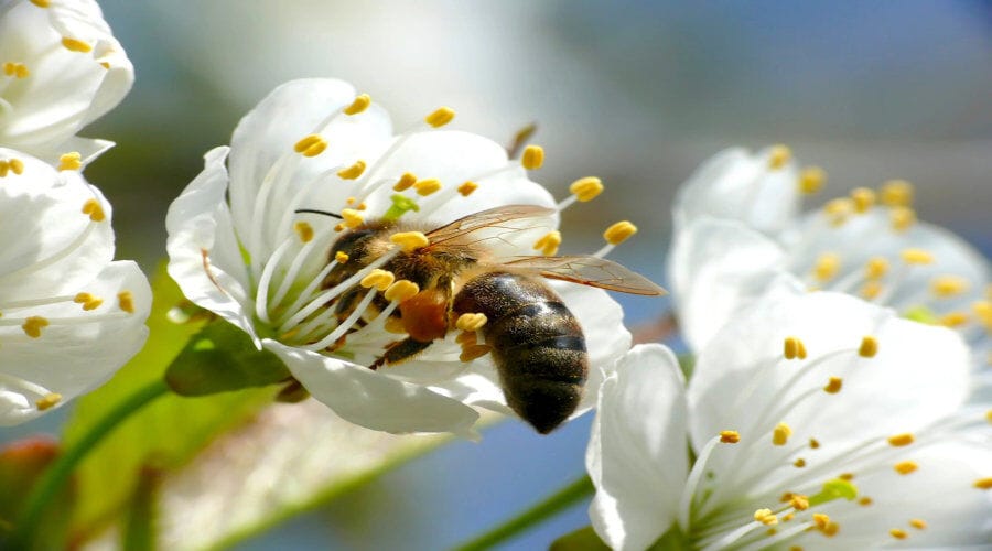 4 pesticides à éviter pour préserver nos abeilles